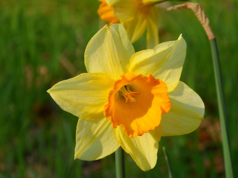 Flower, flower head, close-up, vulnerability, plant, focus on foreground, inflorescence, no people, Narcis, Nature, 4K, beauty in nature, yellow, outdoors