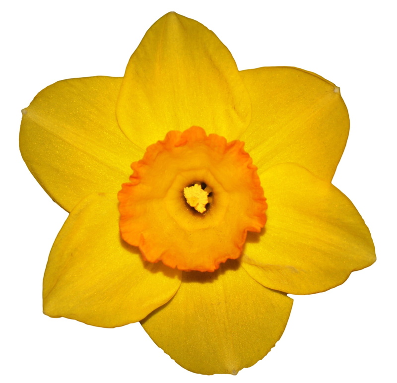 petal, plant, orange color, growth, inflorescence, 1080P, easter flower, freshness, Yellow, flower head, white background, flowering plant, close-up, Spring