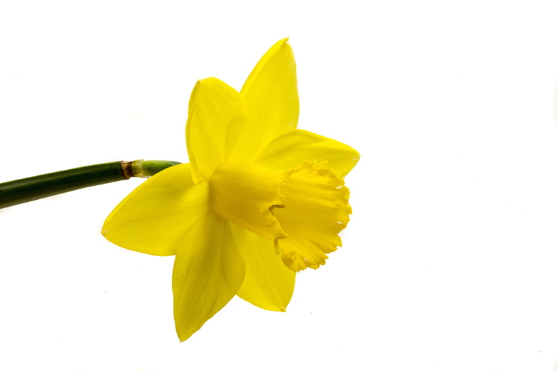 5K, fragility, bloom, sepal, marco, growth, spring, freshness, white color, flower head, pollen, inflorescence, softness, plant, flower, white background