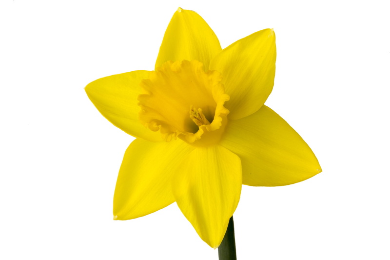 fragility, spring, vulnerability, daffodil, plant, isolated, petal, bloom, close-up, beauty in nature, studio shot, purple, marco, yellow, no people, cut out