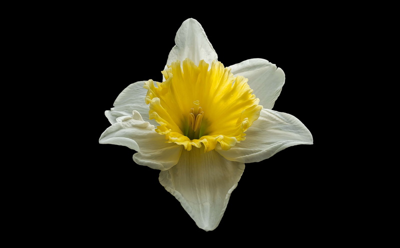 flowering plant, indoors, white color, nature, pollen, background, freshness, spring, beauty in nature, narcis, no people, close-up, inflorescence, 4K
