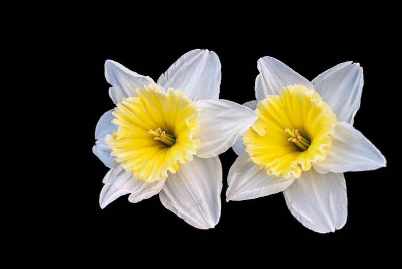 freshness, cut out, fragility, petal, close-up, nature, white color, spring, black background, studio shot, no people, softness, narcis, 4K, creative