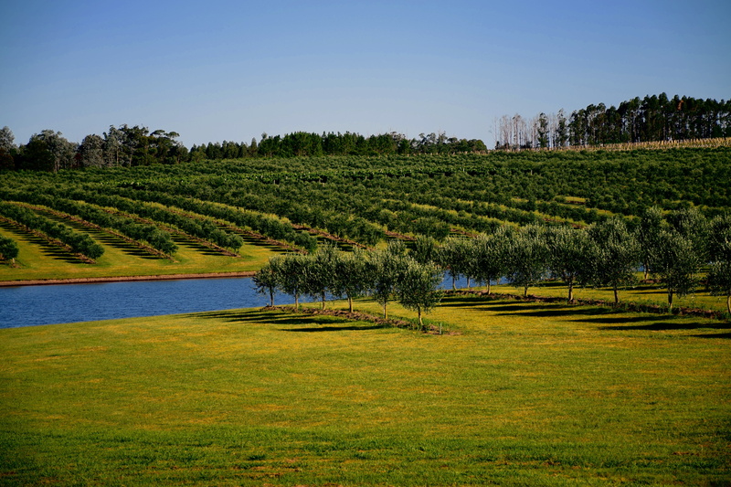 green color, maldonado, plant, day, agriculture, uruguay, life, sky, plats, tree, scenics - nature, 5K, field, outdoors, green, no people, landscape, plantation