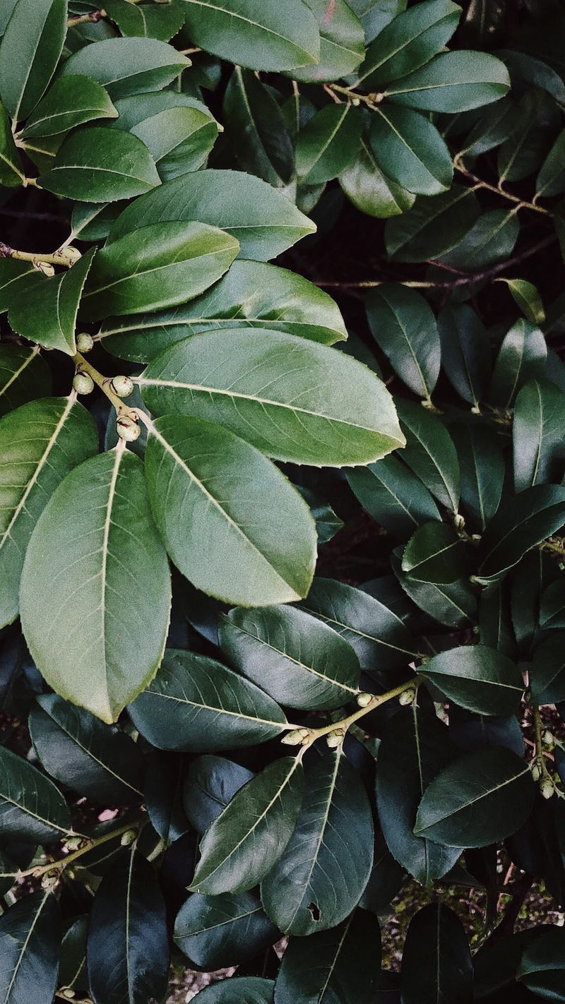 plant, leaf, jar, leaves, acanthaceae, close-up, no people, growth, 4K, vase, land, green, blueberry, planter, high angle view, blossom, natural pattern