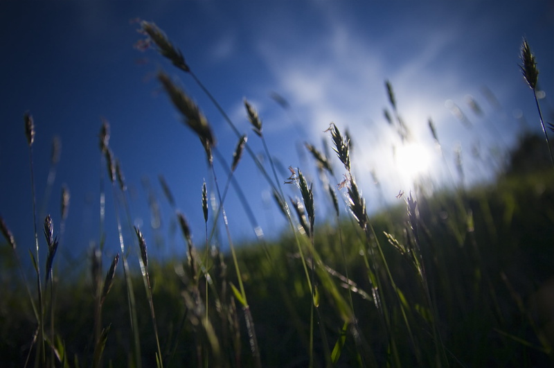 plant, blue, DC, SIGMA, green, plat, Macro, daytime, focus, 2K, grass, sky, nature, rural Scene, Orchard Grass, sky  blue, summer, Kitahiroshima, outdoors