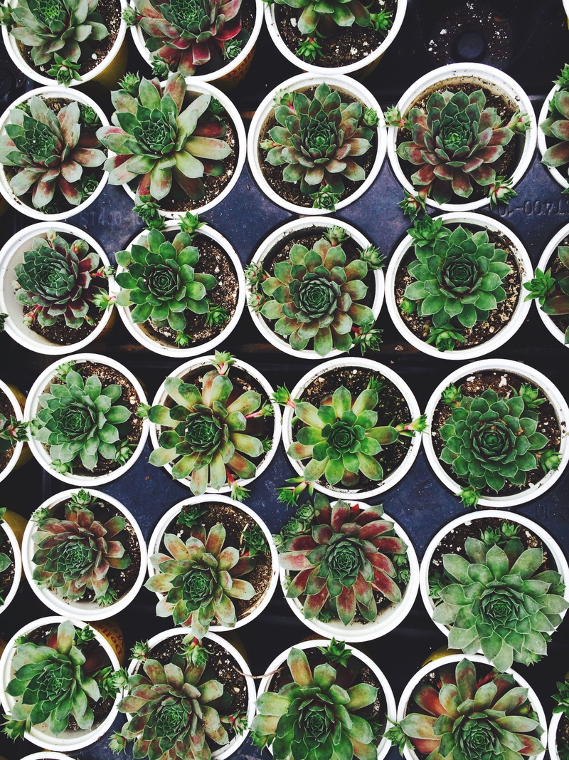 variation, for sale, potted plant, arrangement, outdoors, plant nursery, growth, nursery, day, full frame, cactus, choice, flower pot, gardening, pot, green color