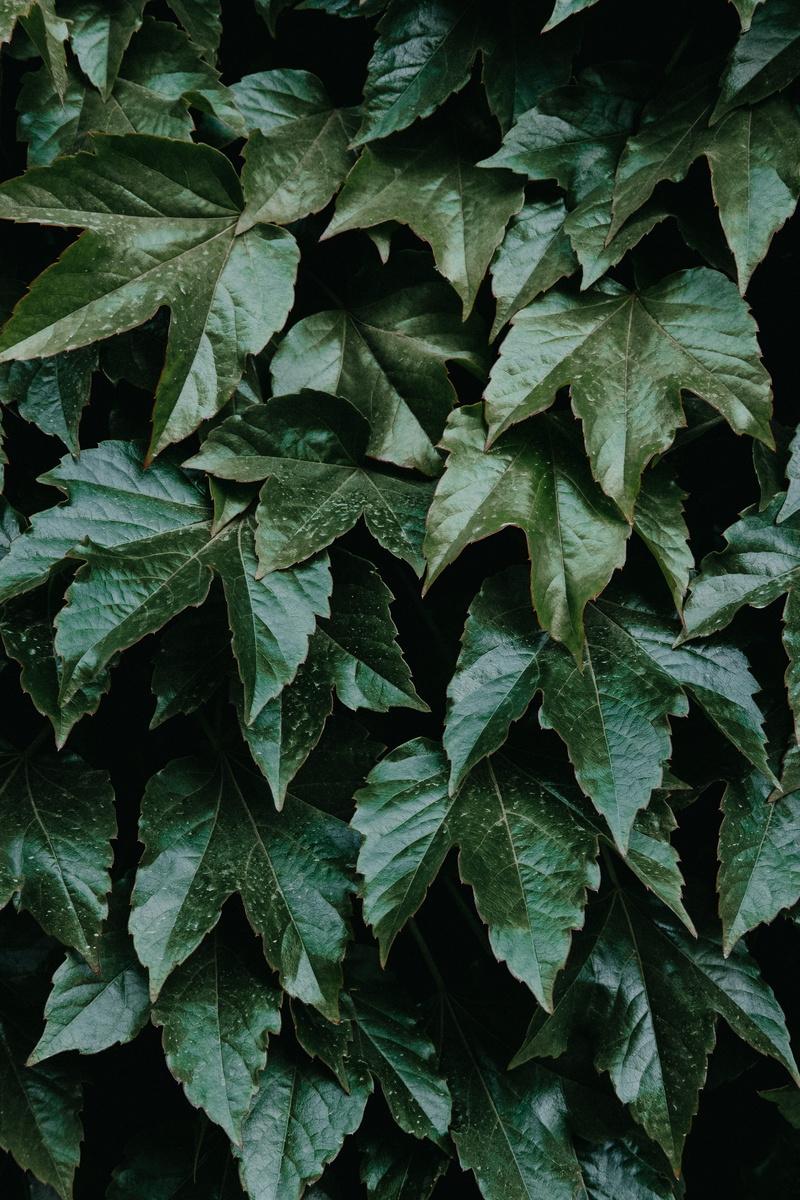 lobed, life, dark, plat, greenery, plant, plant part, day, park, backgrounds, leaf vein, leave, freshness, field, outdoors, green, leafe, full frame, no people