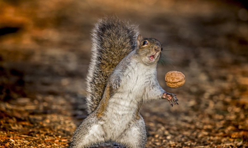 protein, Squirrel, situation, 1080P, nuts