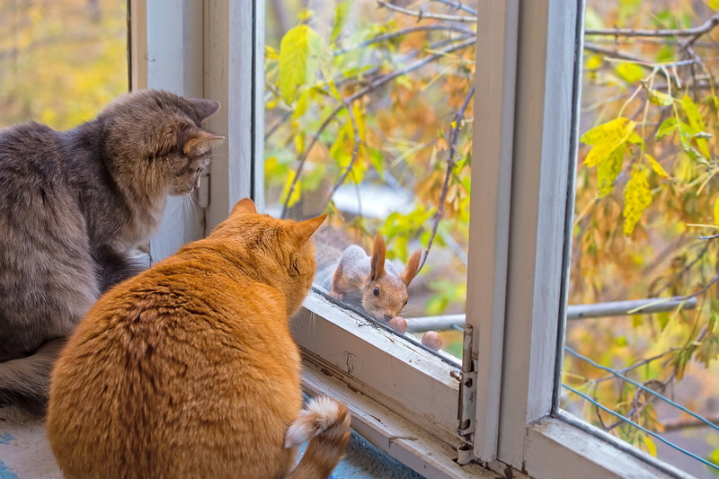 protein, window, 1080P, cats, autumn
