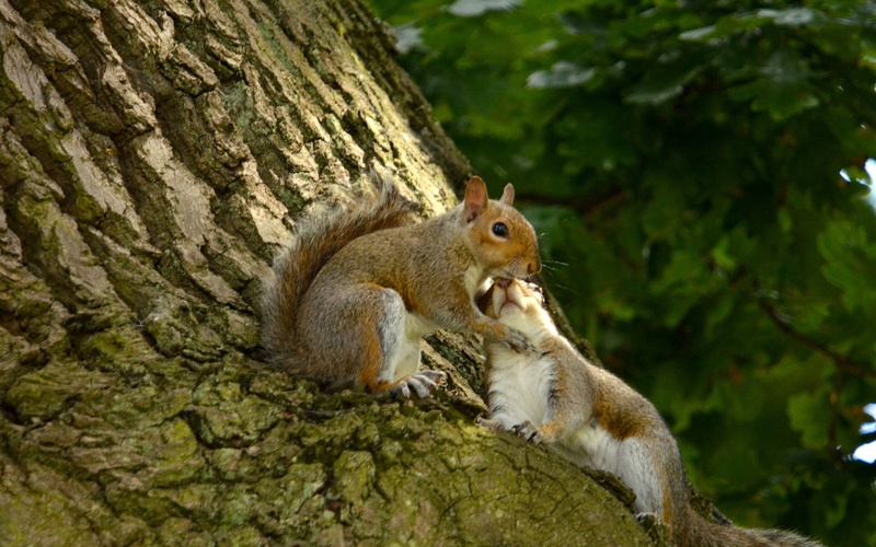tree, eating, squirrel, bark, animal, mammal, squirrel love, close-up, trunk, tree trunk, focus on foreground, nature, animal wildlife, animals in the wild