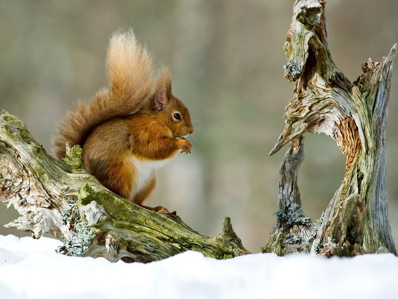 SNAG, 1080P, TREE, PROTEIN, TAIL, FLUFFY