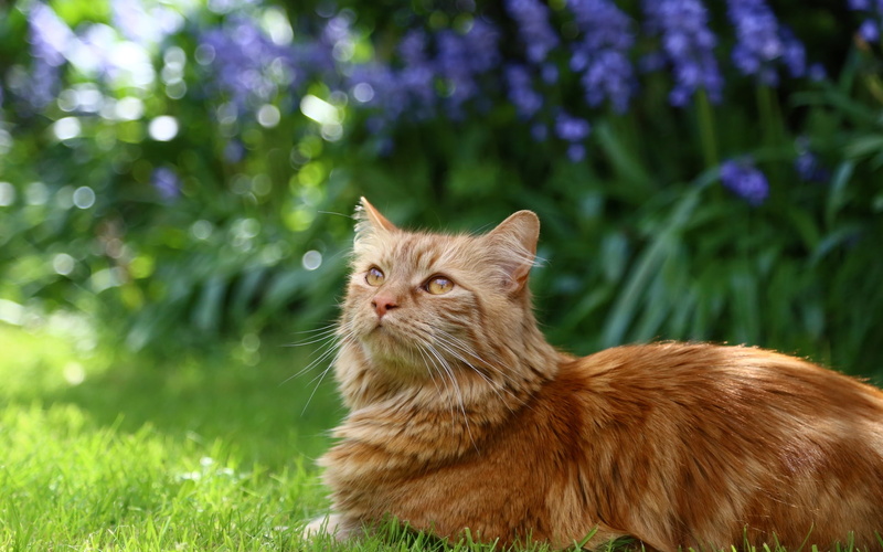 1080P, red, red cat, cat, fluffy, fluffy cat