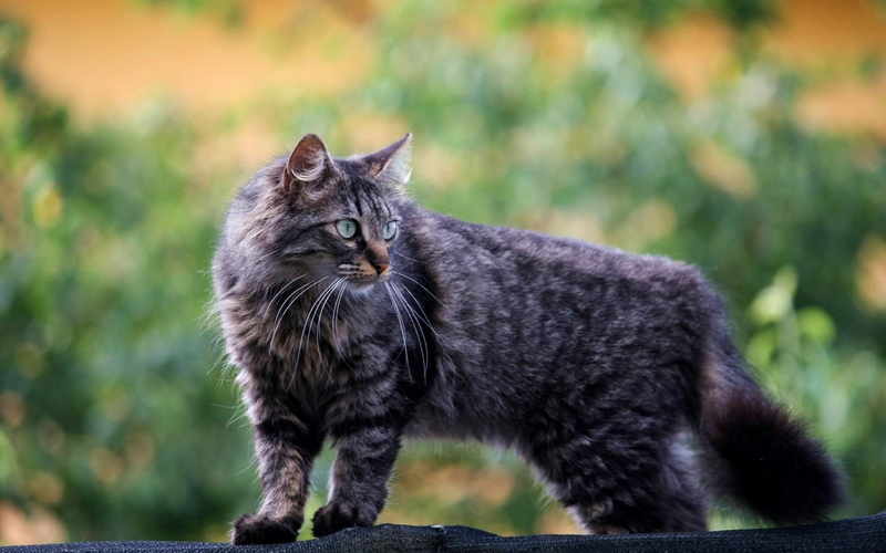 gray, cat, fluffy, 720P