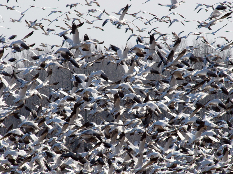 no people, animal wildlife, flock, abundance, sky, birds, water, zoology, flying, spread wings, large group of animals, seagull, animals in the wild, marine