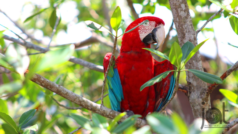 birds, Bocas Town, 4K, Bocas del Toro, Isla Colon, big bird, Panama, island, parrot, Trees