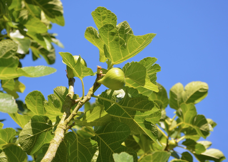 plant, plant part, fruit, tree, food, sky, branch, no people, close-up, fruit tree, foliage, summer, sunlight, 5K, healthy eating, outdoors, nature, flavor
