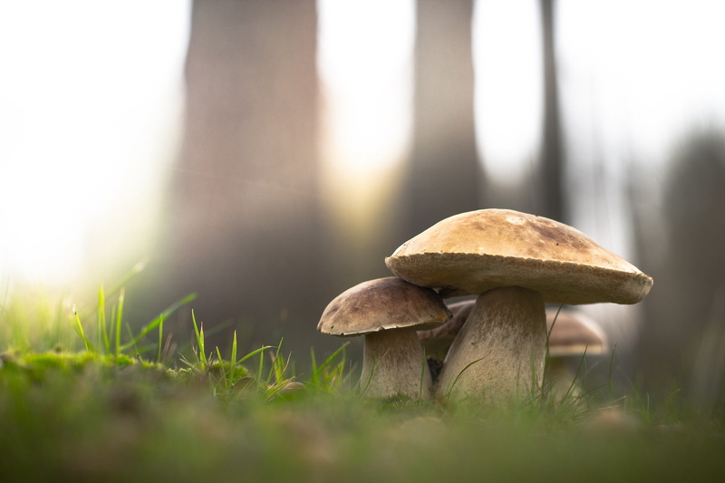 1080P, mushroom, macro