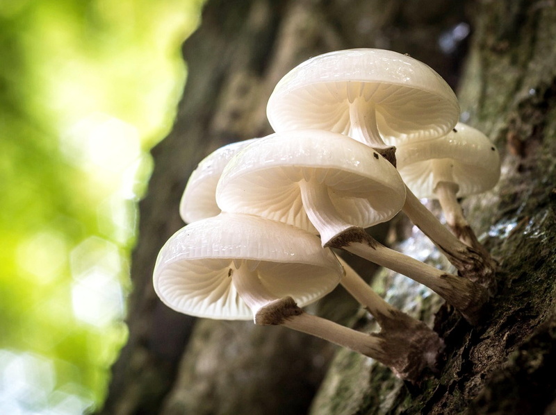 land, mushroom, growth, day, close-up, macro, beauty in nature, white, focus on foreground, outdoors, animal themes, white color, fungus, tree, forest