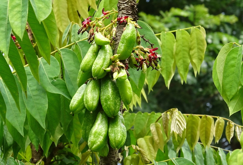 2K, edible, leaves, day, leaf, agriculture, wellbeing, india, healthy eating, freshness, dharwad, hanging, green color, plant part, Fruit, averrhoa, beauty in nature