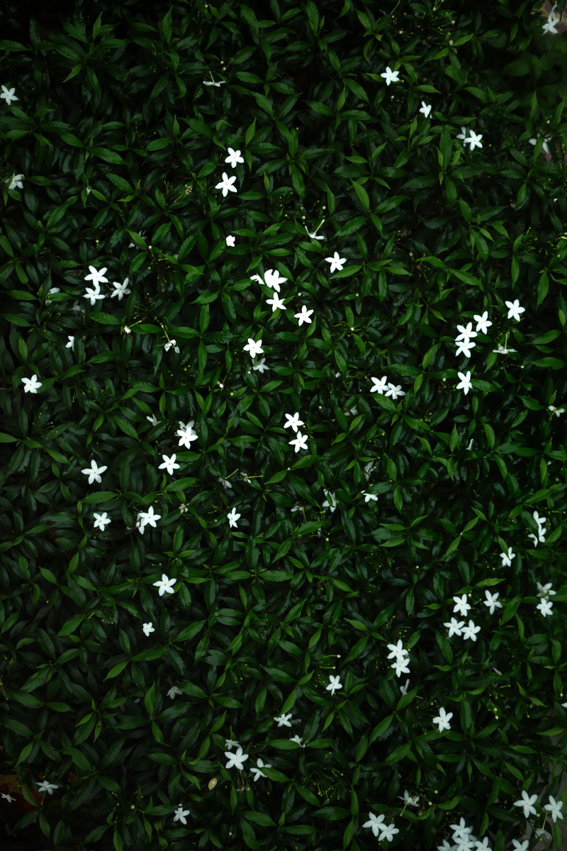 no people, plant part, green, white, vulnerability, high angle view, flower, close-up, freshness, plants, india, trees, growth, beauty in nature, thrissur