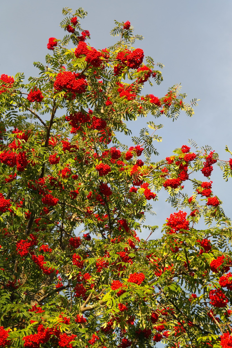 freshness, sorbus aucuparia edulis, close-up, lit up, growth, fruit, pyrus aucuparia, plant, low angle view, berries, sorbus aucuparia, ash, no people