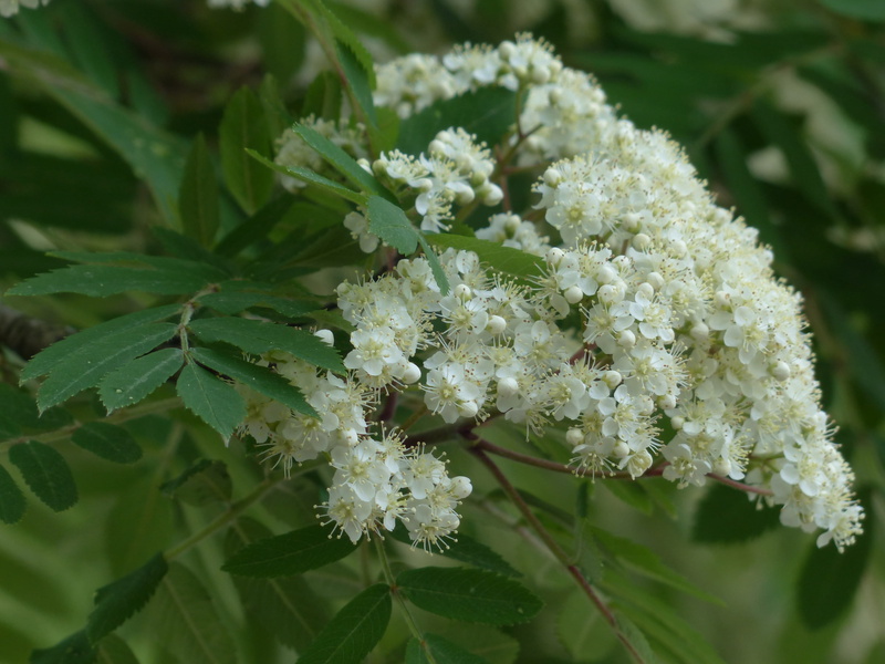 pyrus aucuparia, day, focus on foreground, nature, rubber, growth, 4K, plant, no people, green color, outdoors, rowan, kernobstgewaechs, fragility, flowers