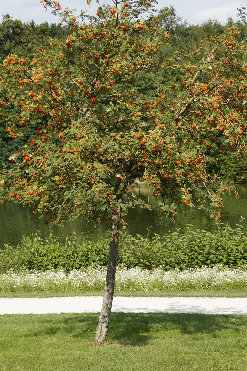 outdoors, sunlight, food, fruit tree, tranquility, rowan, ash, no people, plant, red, field, food and drink, tree, fruit, healthy eating, grass, haw, late summer