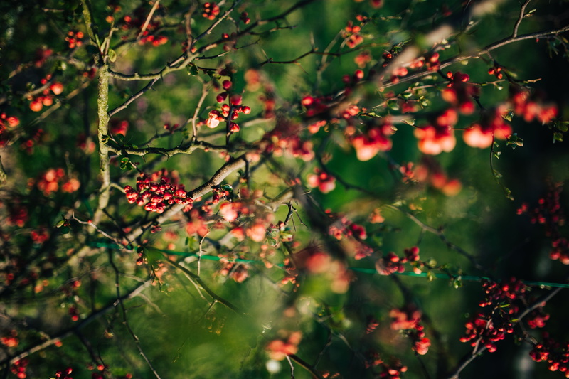 selective focus, branch, buds, flora, wellbeing, no people, freshness, 5K, food and drink, season, leaf, day, healthy eating, rowan, beauty in nature