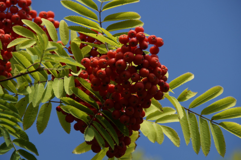 agriculture, bunch, berry fruit, sky, rowanberries, low angle view, outdoors, plant part, fruits, healthy eating, berries, ash, 5K, ripe, food and drink