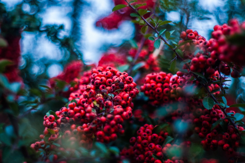 sorbus, plant, wild, tree, fruit, nature, selective, outdoors, red, wellbeing, red berry, 2K, berry, selective focus, summer, food and drink, depth of field