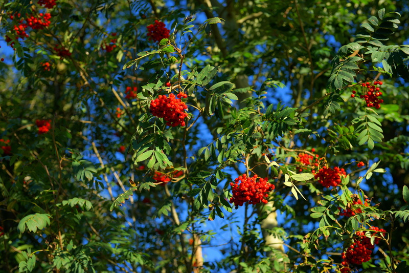 mountain ash, tree, no people, food and drink, outdoors, beauty in nature, growth, toxic, rowan, freshness, berry fruit, green color, leaf, rowanberry