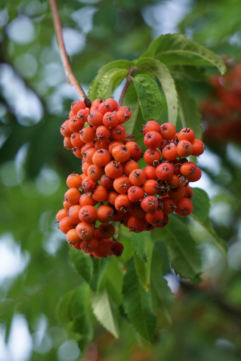 healthy eating, no people, red, nature, berry clusters, Berry, sorbus aucuparia, focus on foreground, plant part, day, rowanberry, leaf, berry fruit, outdoors