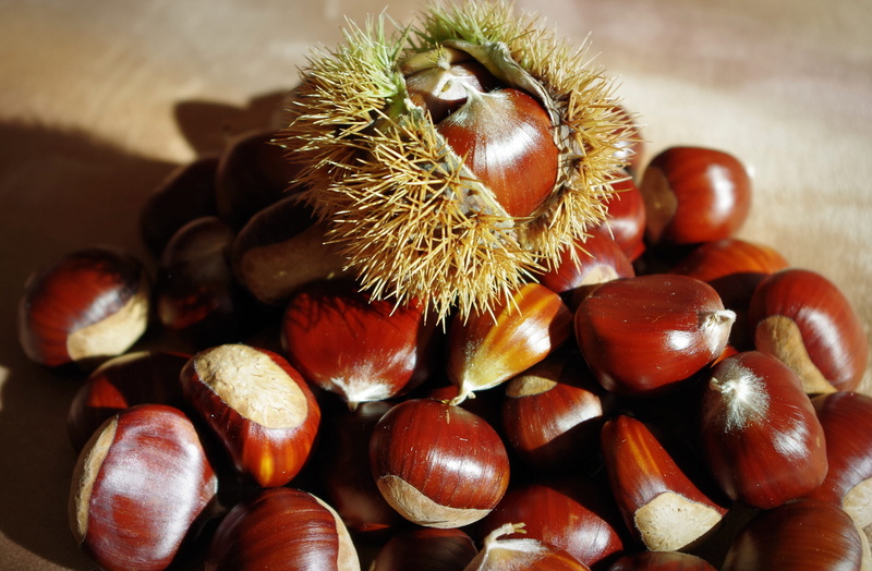 wellbeing, prickly, fruit, nutrition, tree fruit, no people, day, healthy eating, freshness, food, high angle view, maroni, autumn fruit, still life, autumn