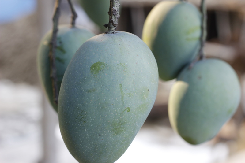 tropical fruit, nature, ripe, fruit, garden, wellbeing, close-up, natural, bunch, harvest, freshness, mango fruit, healthy eating, raw, plant, food and drink