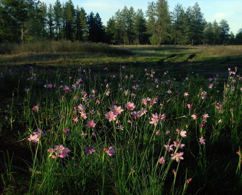 field, dainty, pink, trees, wildflowers, 1080P, 3d and abstract