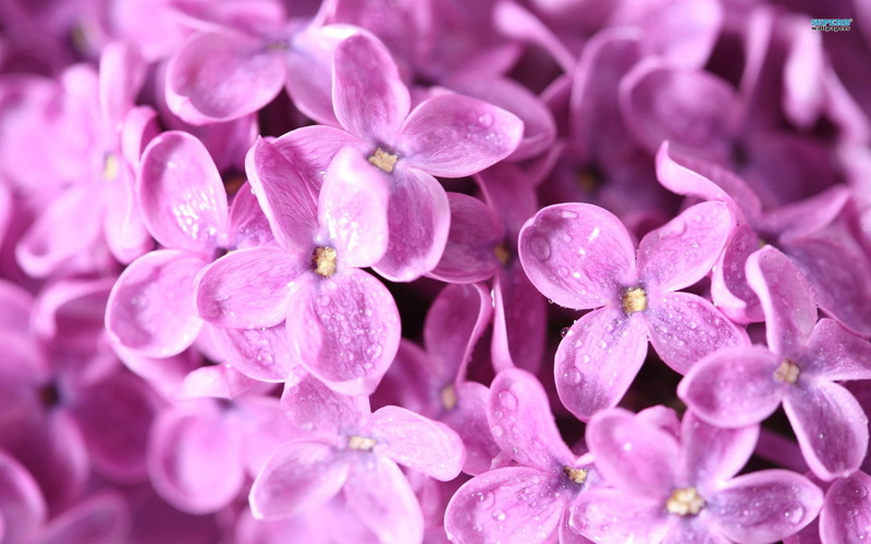 lovely, dainty, 1080P, lilac, flowers, nature and landscapes, purple
