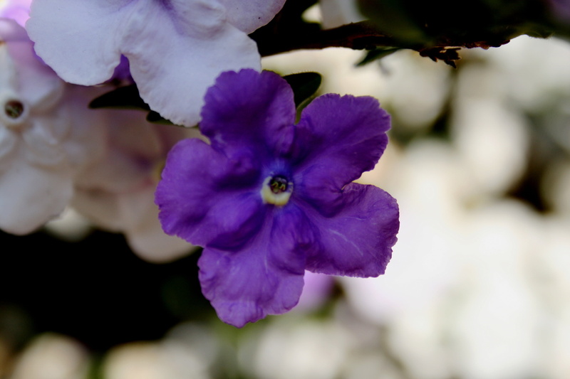 growth, no people, humle, focus on foreground, white, blossom, simple, inflorescence, dainty, nature, shades, outdoors, selective focus, petal, lavender