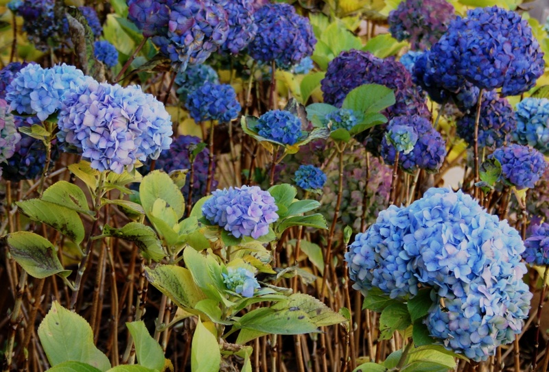 flower, inflorescence, dark purple, 2K, dainty, florets, round, summer, beauty in nature, flowers, leaf, flower head, light blue, foliage, heads, fragility