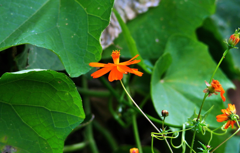 no people, garden, red, growth, outdoors, nature, dainty, petal, inflorescence, cosmos flower, fragility, ornamental garden, green color, freshness, pumpkin