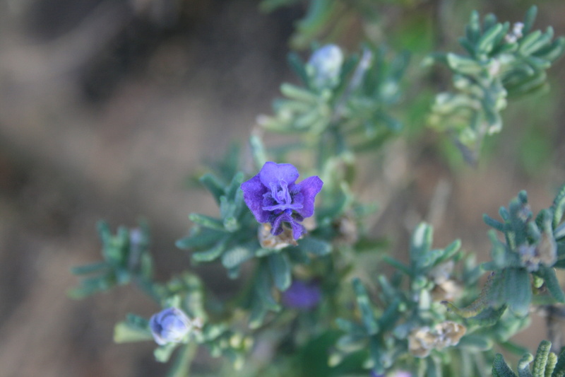 vulnerability, vegetation, natural, leaf, flowering plant, horticulture, food and drink, plant, botany, environment, blossom, close-up, Dainty, outdoors