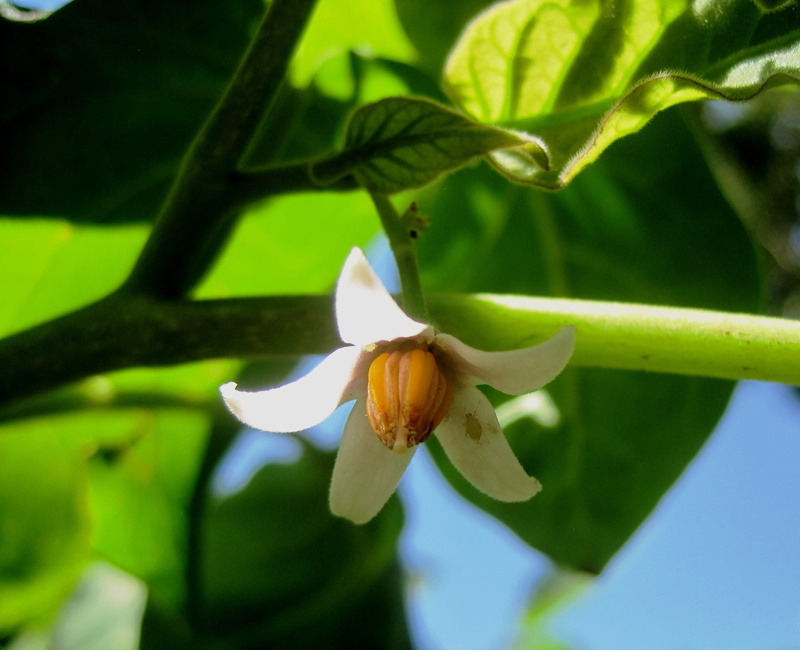 growth, green color, beauty in nature, freshness, day, fragility, leaf, plant part, outdoors, selective focus, white, plant, flower, 2K, nature, vulnerability