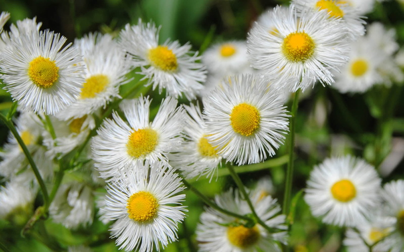 white color, growth, focus on foreground, flowers, no people, dainty, freshness, vulnerability, nature, selective focus, HD, white, delicate, Pretty daisies-asters