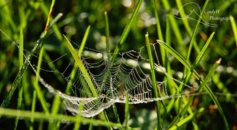 spider web, photography, close-up, dainty, web, spider, drops, 1080P, grass, Macro, nature, Aero