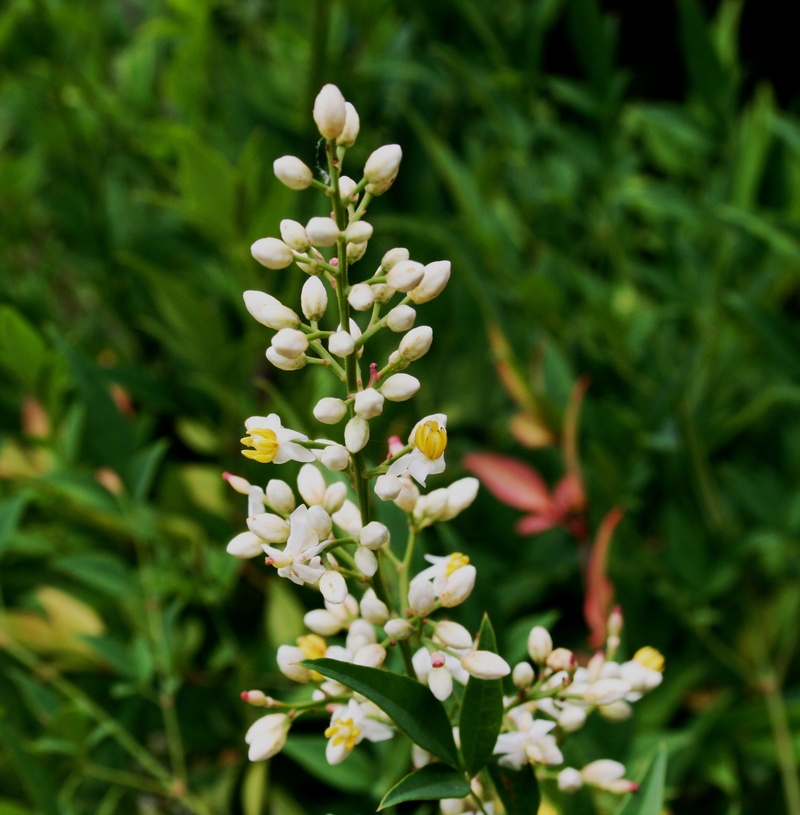 no people, small, plant, flowering plant, growth, delicate, white color, buds, close-up, white and yellow, selective focus, beauty in nature, 2K, freshness