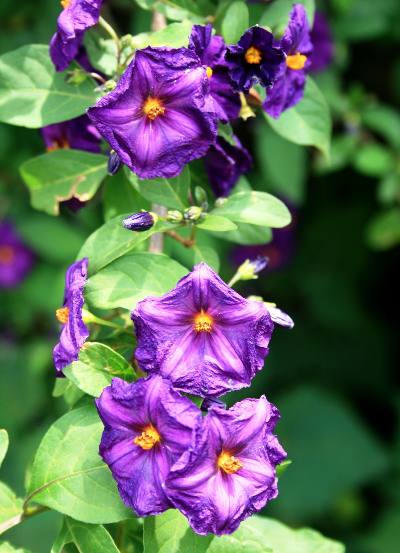 environment, delicate, close-up, no people, plants, 2K, floral, fragility, Flowers, botanical, plant part, plant, nature, vegetation, stem, purple, leaf