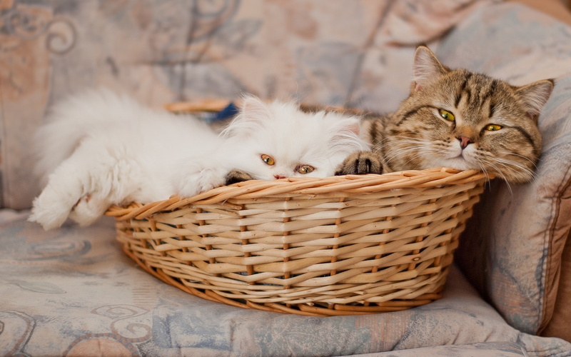kittens, two, brown, basket, white, long, fur, wicker, cute, 1080P, cats, kitty, little