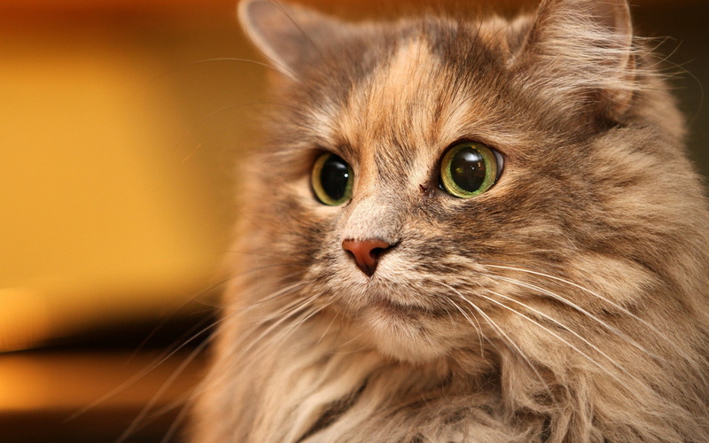 pets, kitten, small, 2K, cat, domestic, beauty, whisker, looking at camera, animal Hair, playful, animals And Pets, indoors, fluffy, purebred Cat, mammal