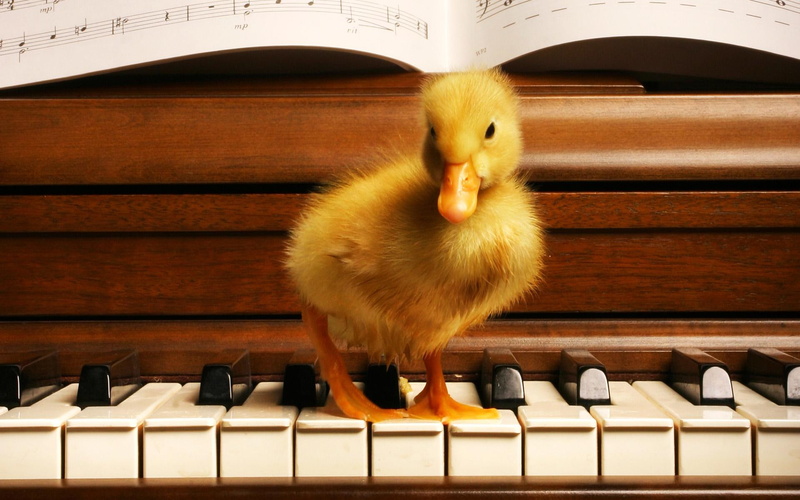 orange, duck, 1080P, music, upright, animals, cute, musician, duckling, piano, brown, animal, wooden
