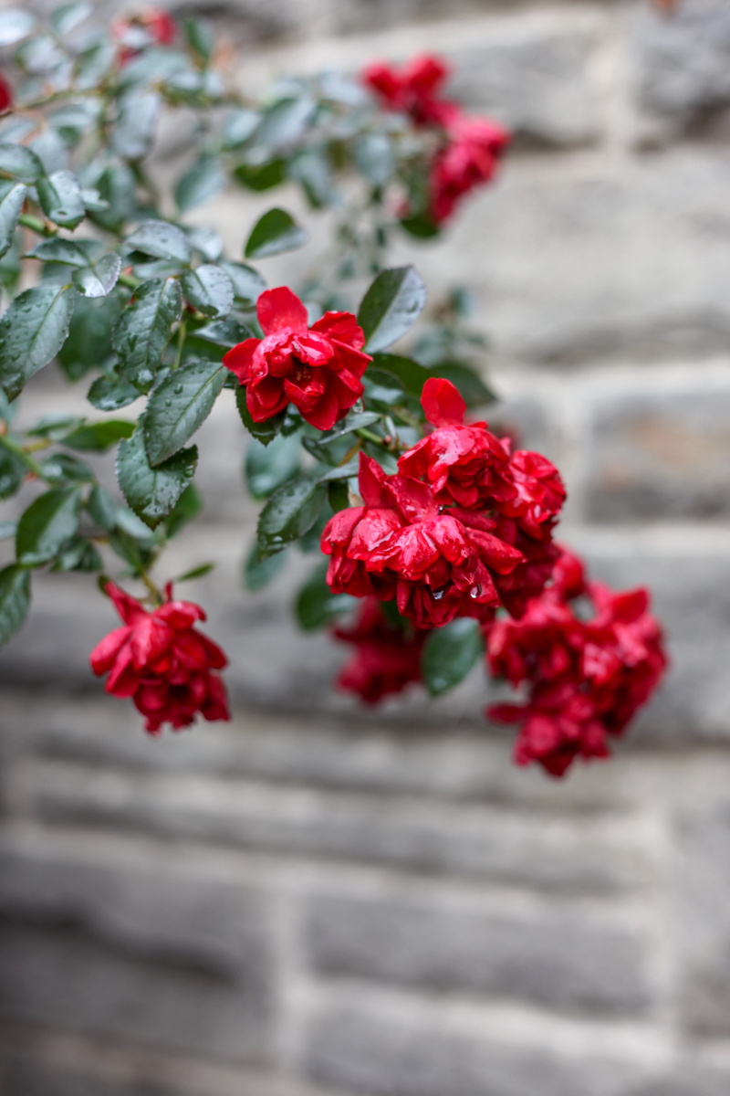 rose red, plant, growth, day, upright, vulnerability, smartphone background, wet, roses, nature, smartphone, outdoors, 5K, flowers, fragility