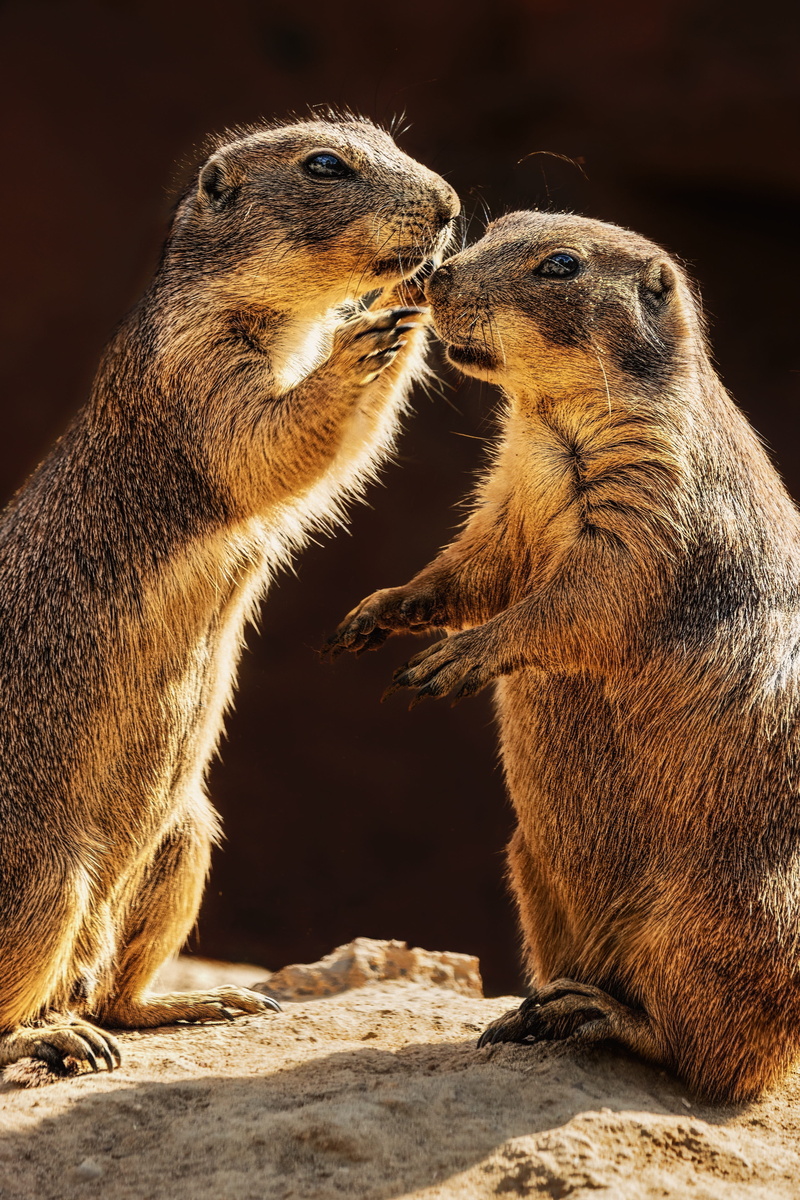 focus on foreground, animal themes, nature, funny, animal, vertebrate, rodent, animals, whisper, rock, standing, land, meerkat, face to face, animal wildlife